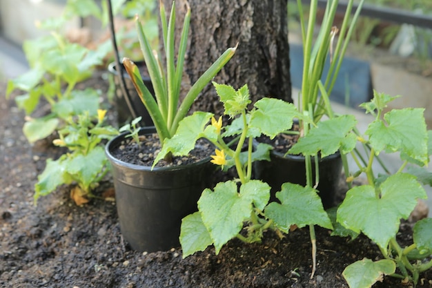 緑の環境と緑の植物