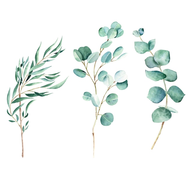 Green eucalyptus branch set willow silver dollar true blue isolated on white background watercolor