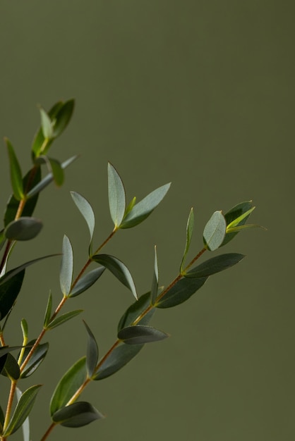Зеленые ветви эвкалипта на темном фоне крупным планом макрос