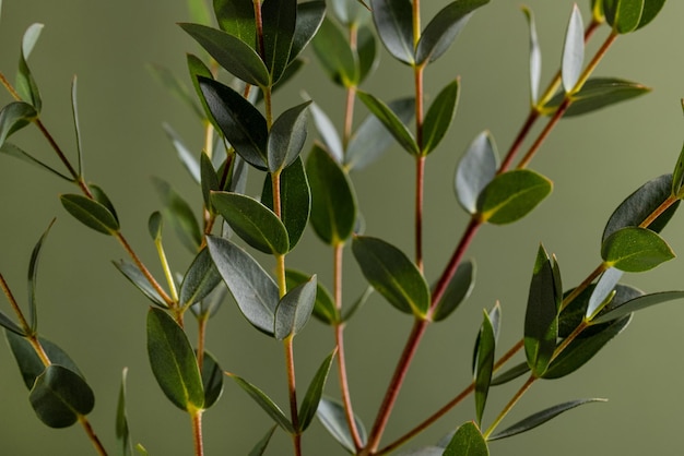 Green eucalyptus branches on dark background close up macro