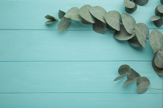 파란색 배경에 녹색 유칼립투스 잎