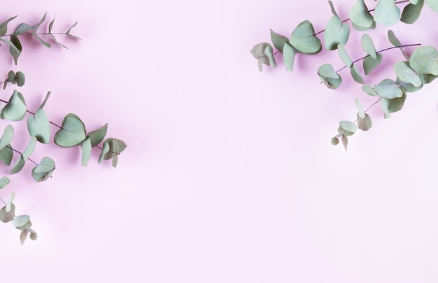 Green eucalyptus leaves isolated on pink