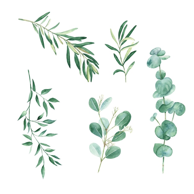 Green eucalyptus olives and pistachio branches isolated on white background Watercolor floral set