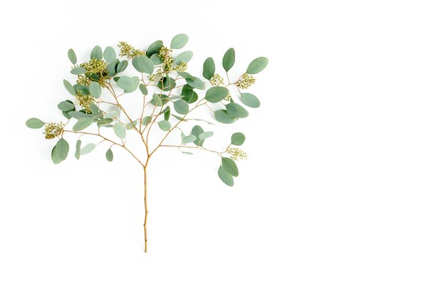 Photo green eucalyptus tree from branches and leaves with fruits in the form of berries on white