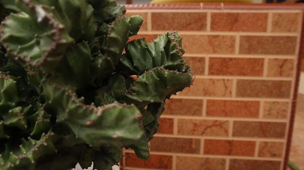 사진 장마철에 신선하게 자라는 녹색 유포르비아 락테아 크리스타타 식물