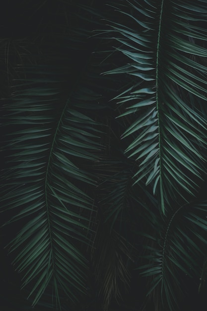 Green exotic leaves close up