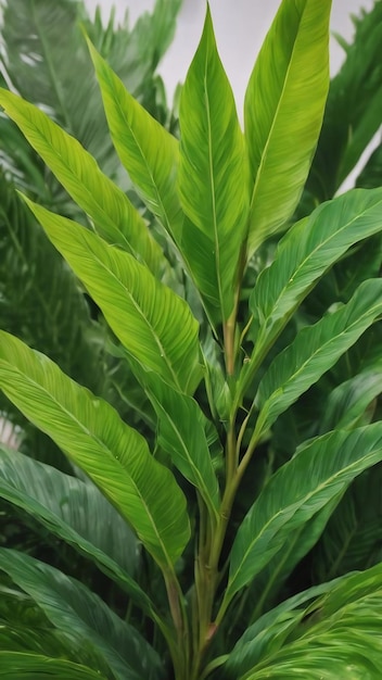 Green exotic leaves close up