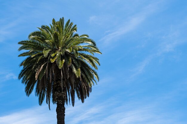 Зеленая экзотическая пальма на фоне ярко-голубого небаТропический естественный летний фон Путешествия, отдых, отдых, концепция