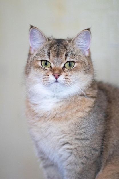 Green - eyed British Shorthair Golden Chinchilla NY25