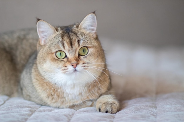 Green eyed British Shorthair Golden Chinchilla NY25