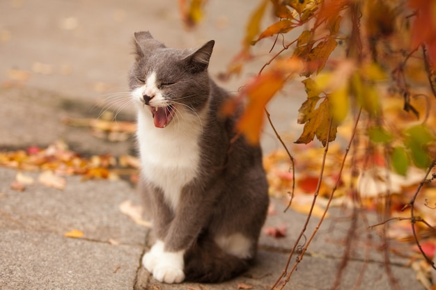 Green-eyed cat on a beautiful street