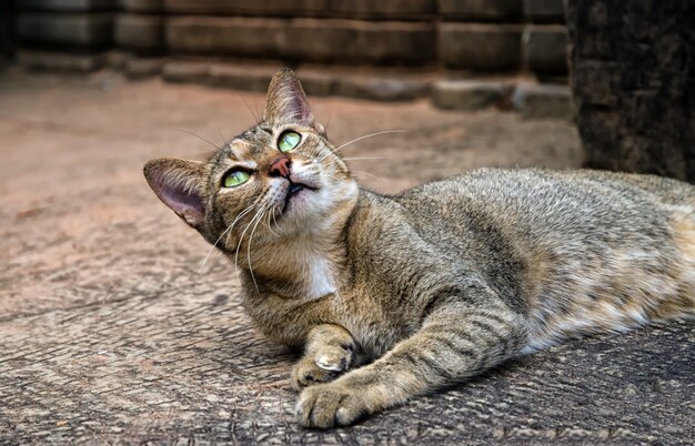 A green-eyed cat