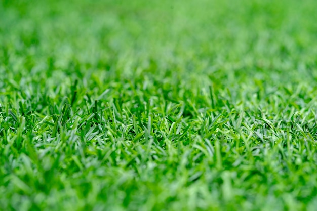 Green fake grass substitute for grass, but durable and long.