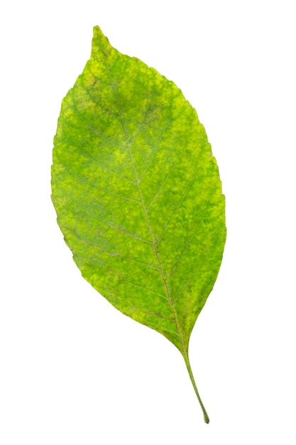 Green fallen ash tree leaf isolated over white