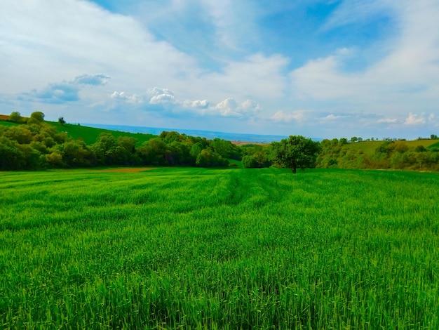 green farmer field