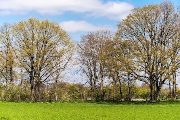 Green farmers field Rural landscape