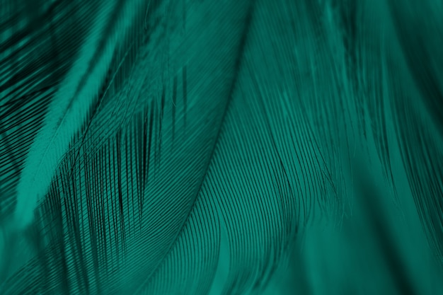 Green feather texture background