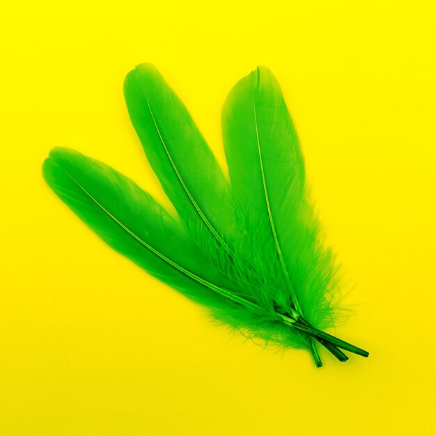 Green feathers art gallery minimal design