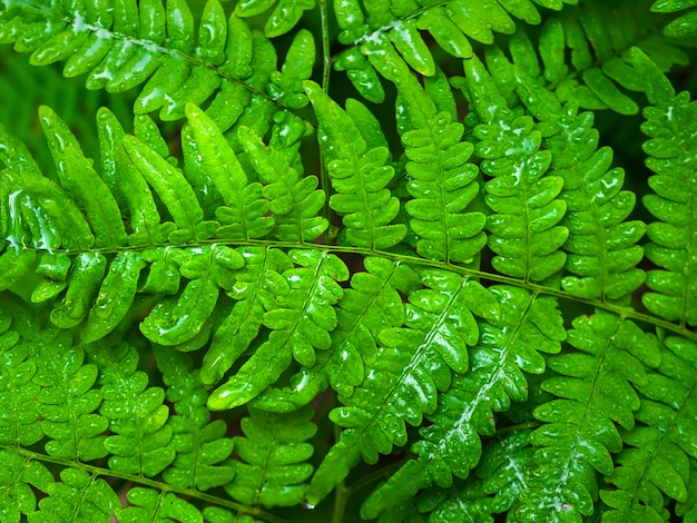 Green fern in a forest  closeup photo background