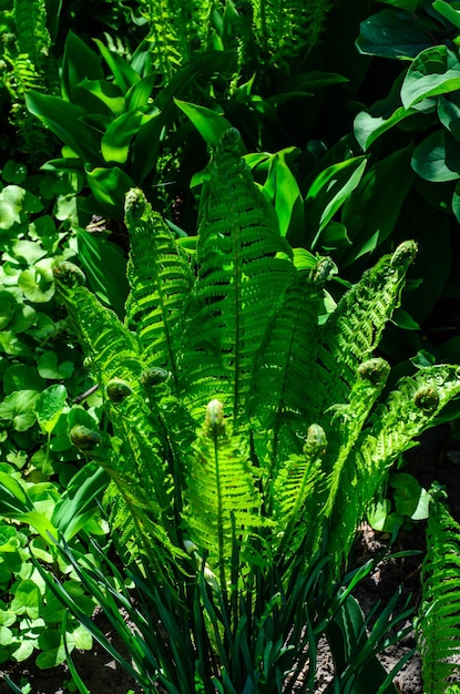 Felce verde in una foresta