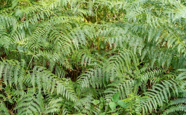 green fern fronds