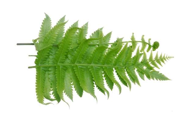 Green fern isolated on white background.