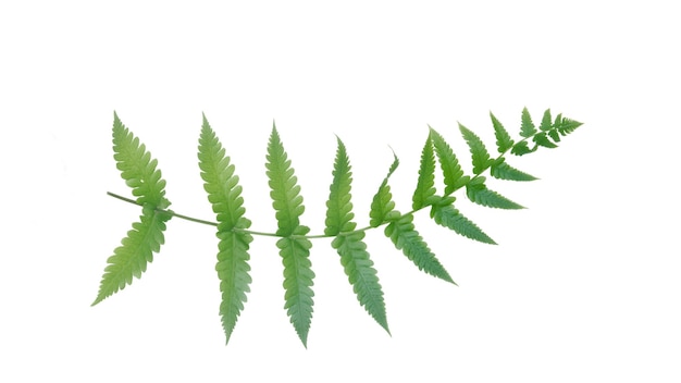 Green fern isolated on white background.