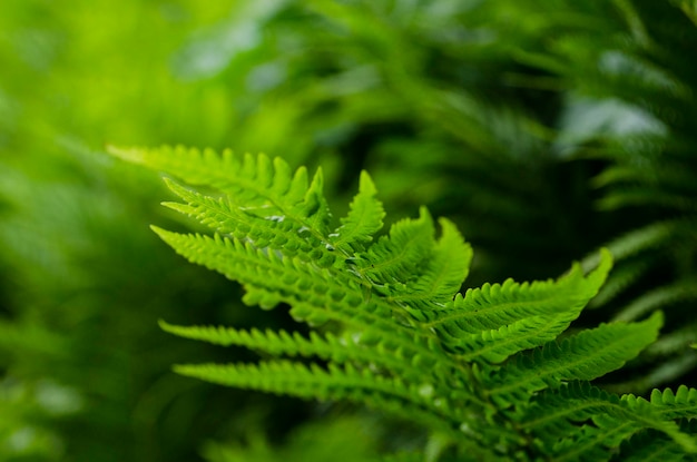 Green fern leaf background