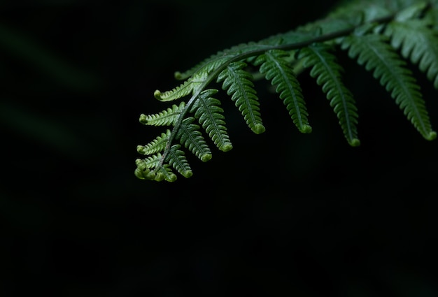 Green fern leaf on black background