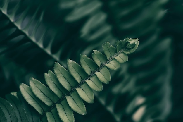 Green fern leaf dark nature background