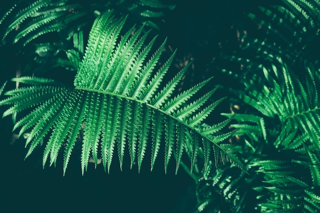 Green fern leaf dark nature background