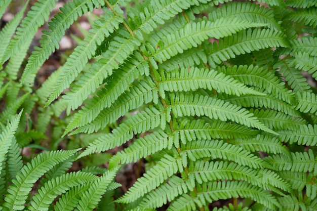 Green fern leaf in the forest vegetation in nature close up of the plant