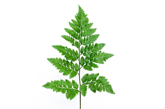 Green fern leaf isolated on white background