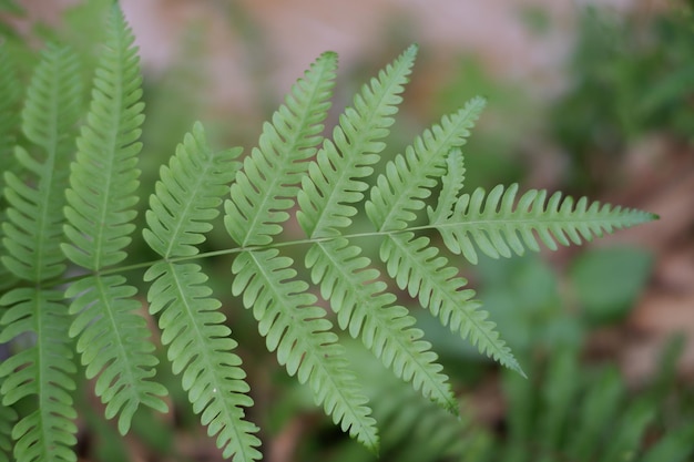 A green fern leaf with the word fern on it.