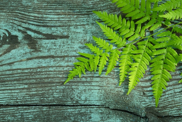 Foto foglia di felce verde su uno sfondo di legno sfondo ecologico con spazio per la copia di felci forestali