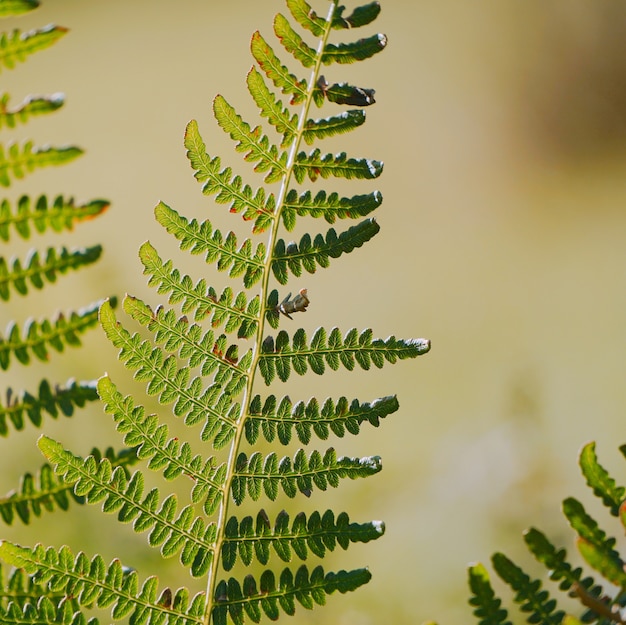  the green fern leaf     