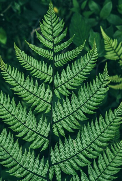 Green fern Leafs in garden background.