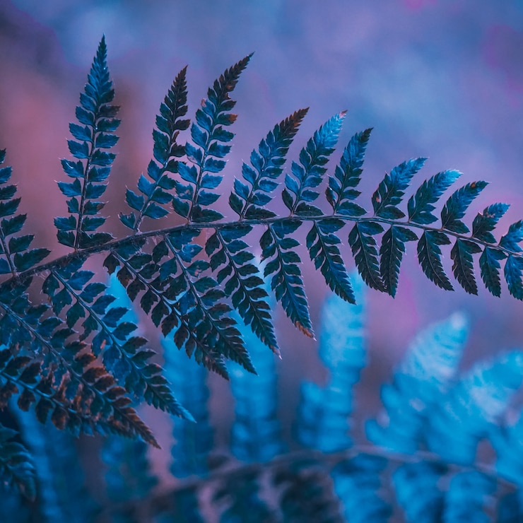 ぼやけたピンクの植生の背景に緑のシダの葉