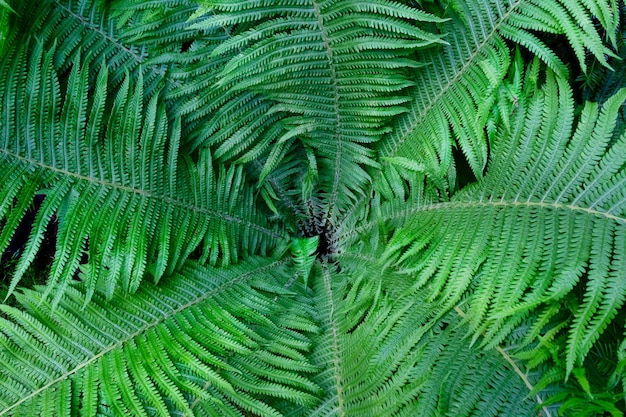 Green fern leaves close up