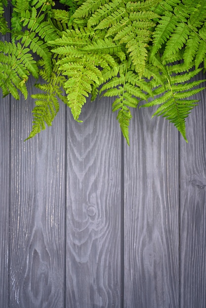 Green fern leaves on gray oak wood background with copy space