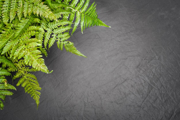 Green fern leaves on grey background with copy space