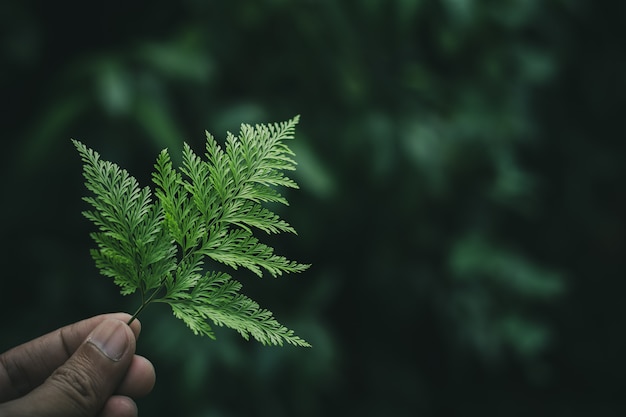 Green fern leaves in a human hand. - dark tone background .