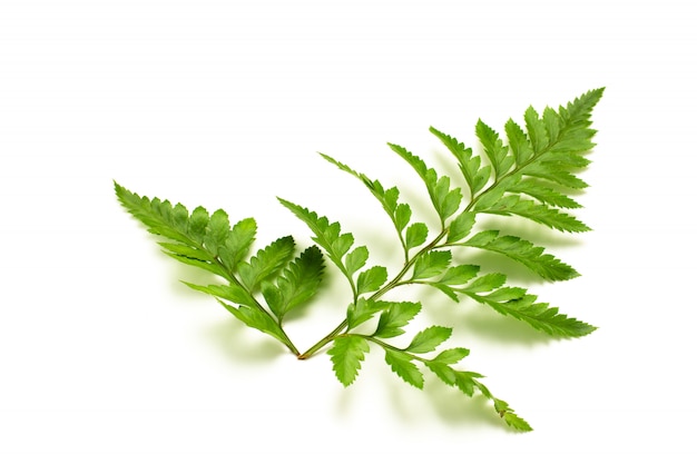 Green fern leaves isolated on white background