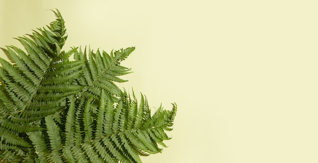 Green fern leaves on a light background. Copy space