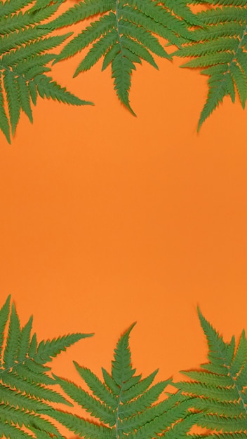 Green fern leaves on an orange background with copy space.