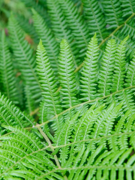 Green fern leaves outside in the wild forest for backgrounds and backdrops Selective focus Verical photo