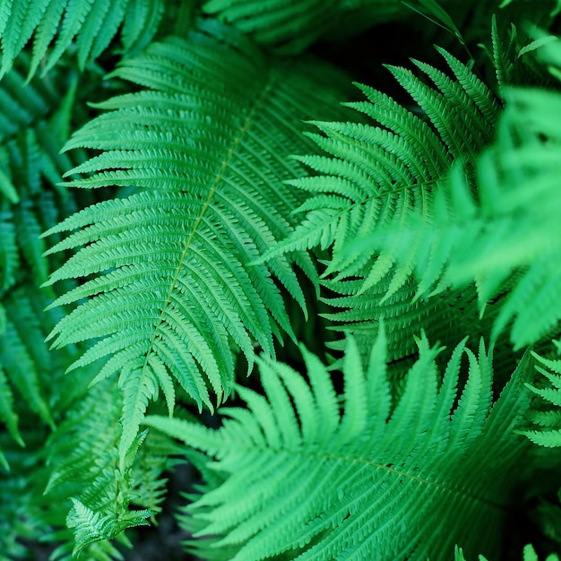 La felce verde lascia il fondo dei petali. fogliame verde vibrante.