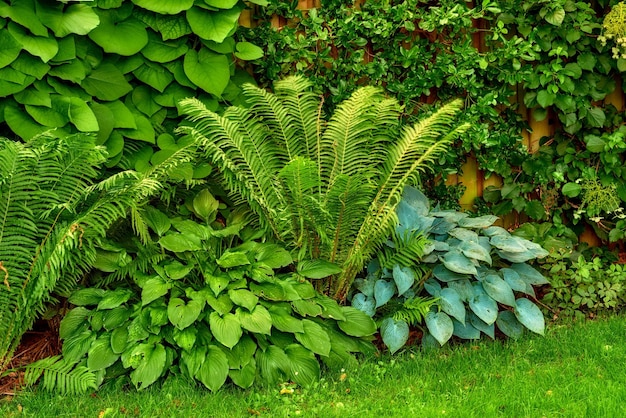 Зеленые листья папоротника и растения, растущие в пышном ботаническом саду или парке на солнце и свежем воздухе на открытом воздухе весной