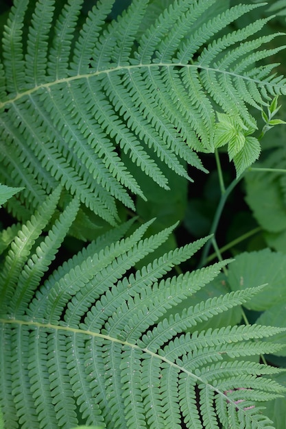 green fern leaves in the shade