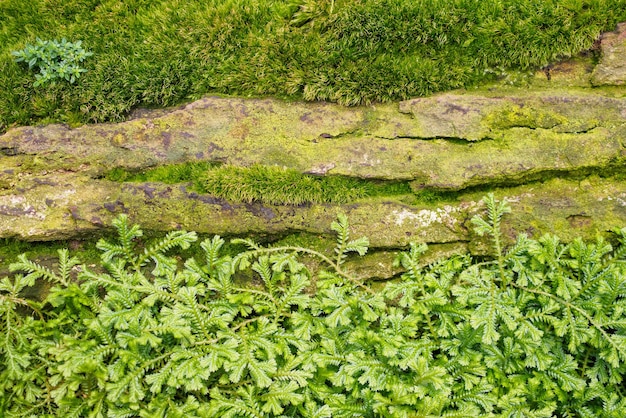 庭の木目調に装飾されたスパイクモスイワヒバの緑のシダの葉